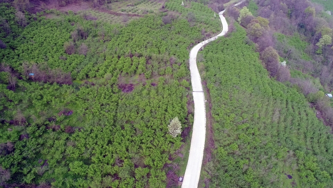 Karadeniz 'yeşil deniz' gibi